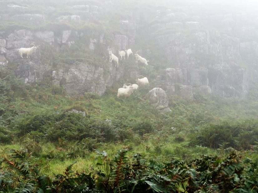 Kaschmir Ziegen Herde in Wales