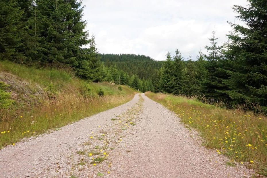 Ein Schotterweg, der durch einen Wald mit hohen Bäumen und Wiesenblumen führt.