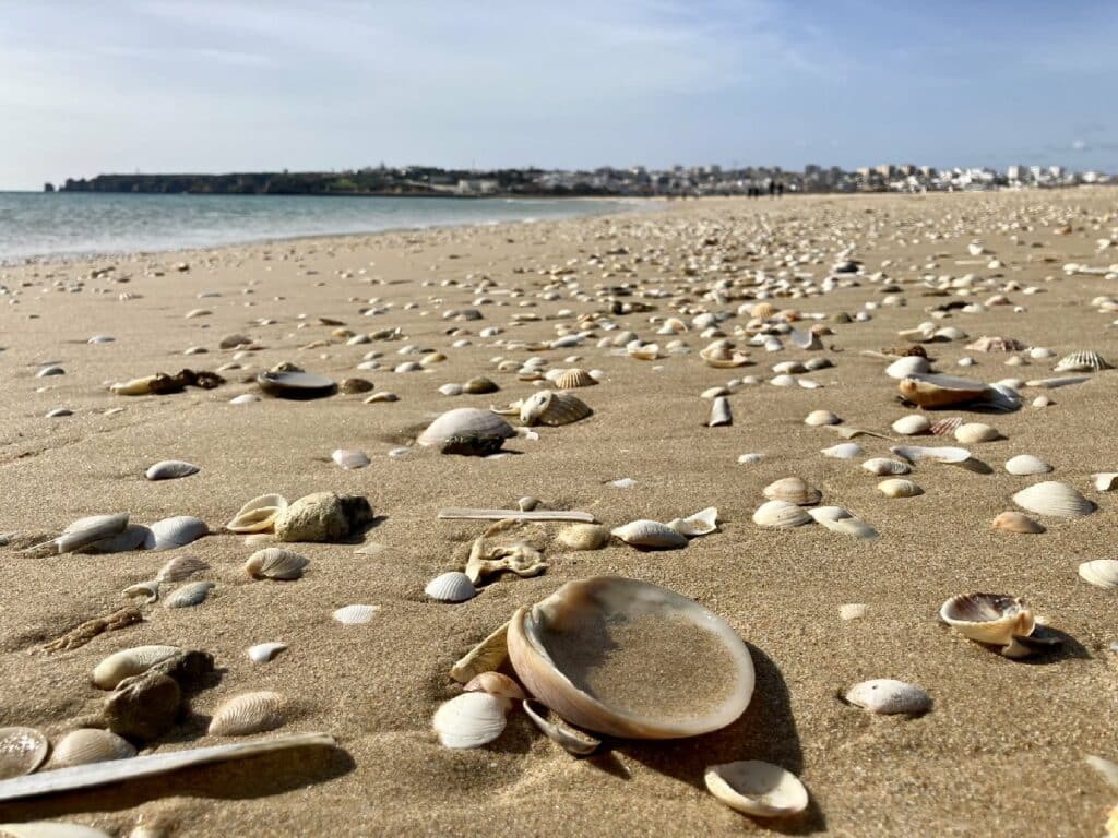 Sandstrand mit verschiedenen Muscheln und kleinen Steinen in der Nähe des Wassers.