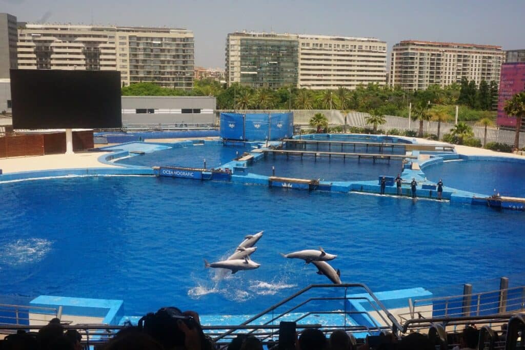 Delfine springen aus dem Wasser während einer Show in einem Wasserpark mit blauer Kulisse.