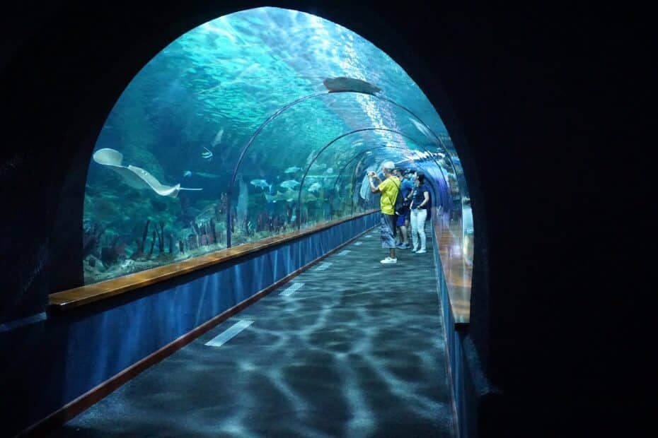 Loro Park Tipps und Infos Das solltest Du wissen zum Zoo auf Teneriffa