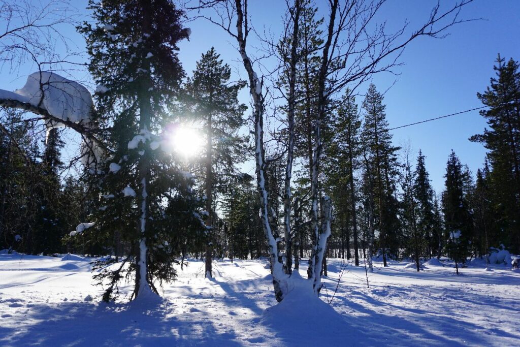 Wald Lappland Schneemobil Tour