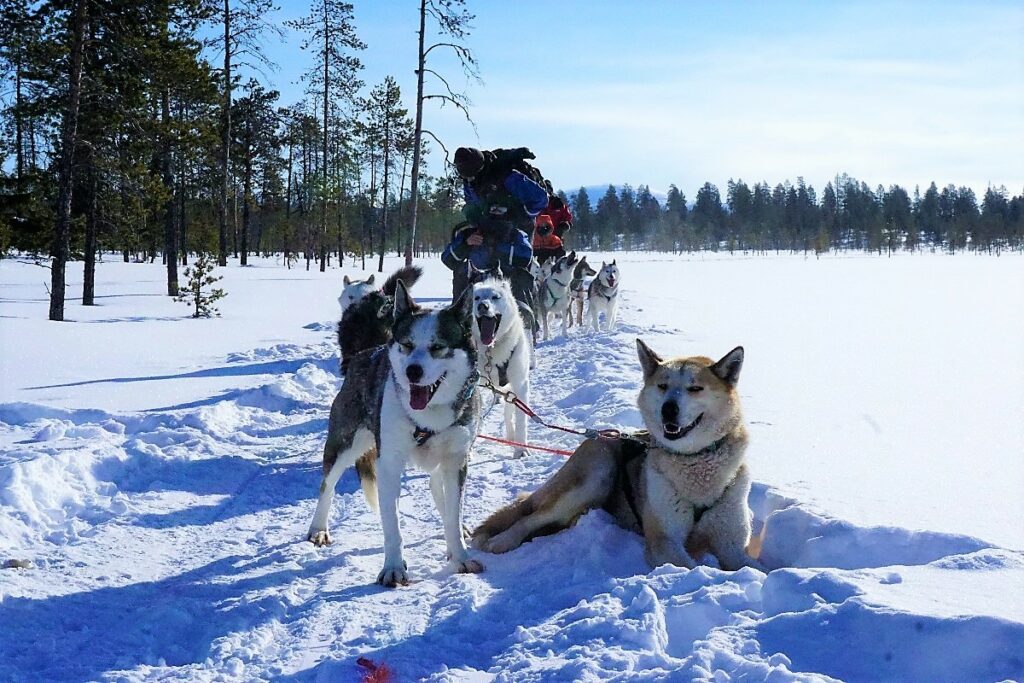 Huskytour Lappland Schlittenpause