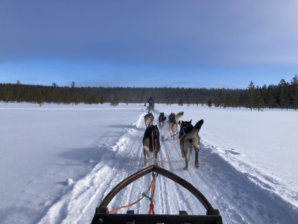 Huskytour Lappland Winter Aktivitäten