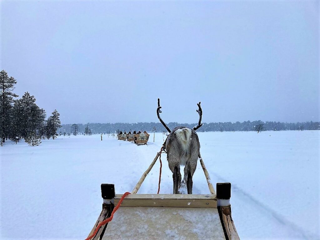 Rentierschlittenfahrt in Lappland