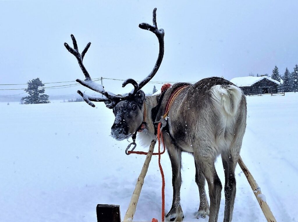 Rentier Safari im Winter in Lappland Aktivitäten
