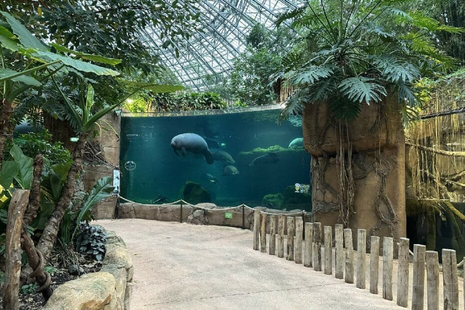 Manati schwimmt in einem großen Aquarium im Tropenhaus mit Pflanzen im Hintergrund.