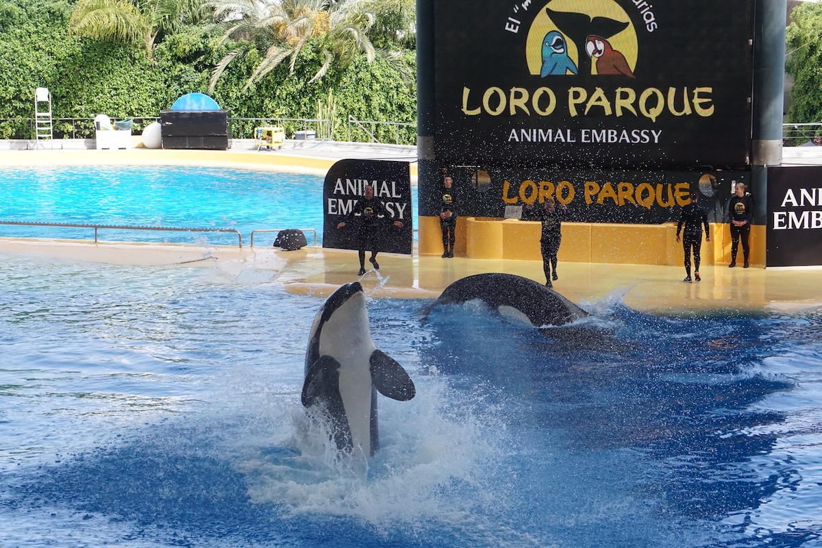 Loro Park Teneriffa