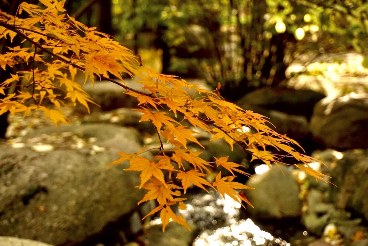 Herbstferien bunte Blätter