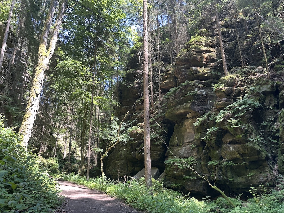 Ein Wanderweg führt durch einen Wald mit hohen Bäumen und großen Felsen an der Seite.