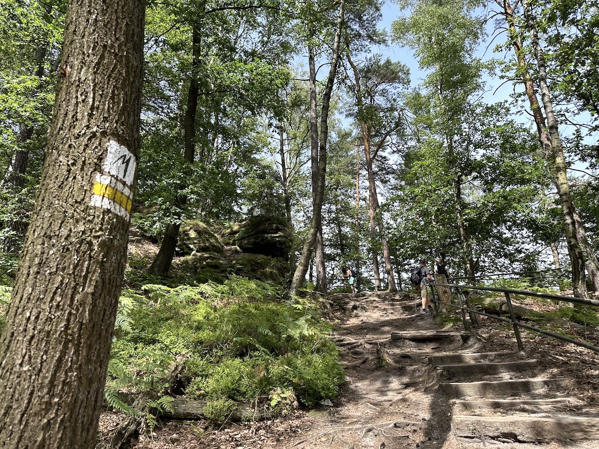Aufstieg im Wald