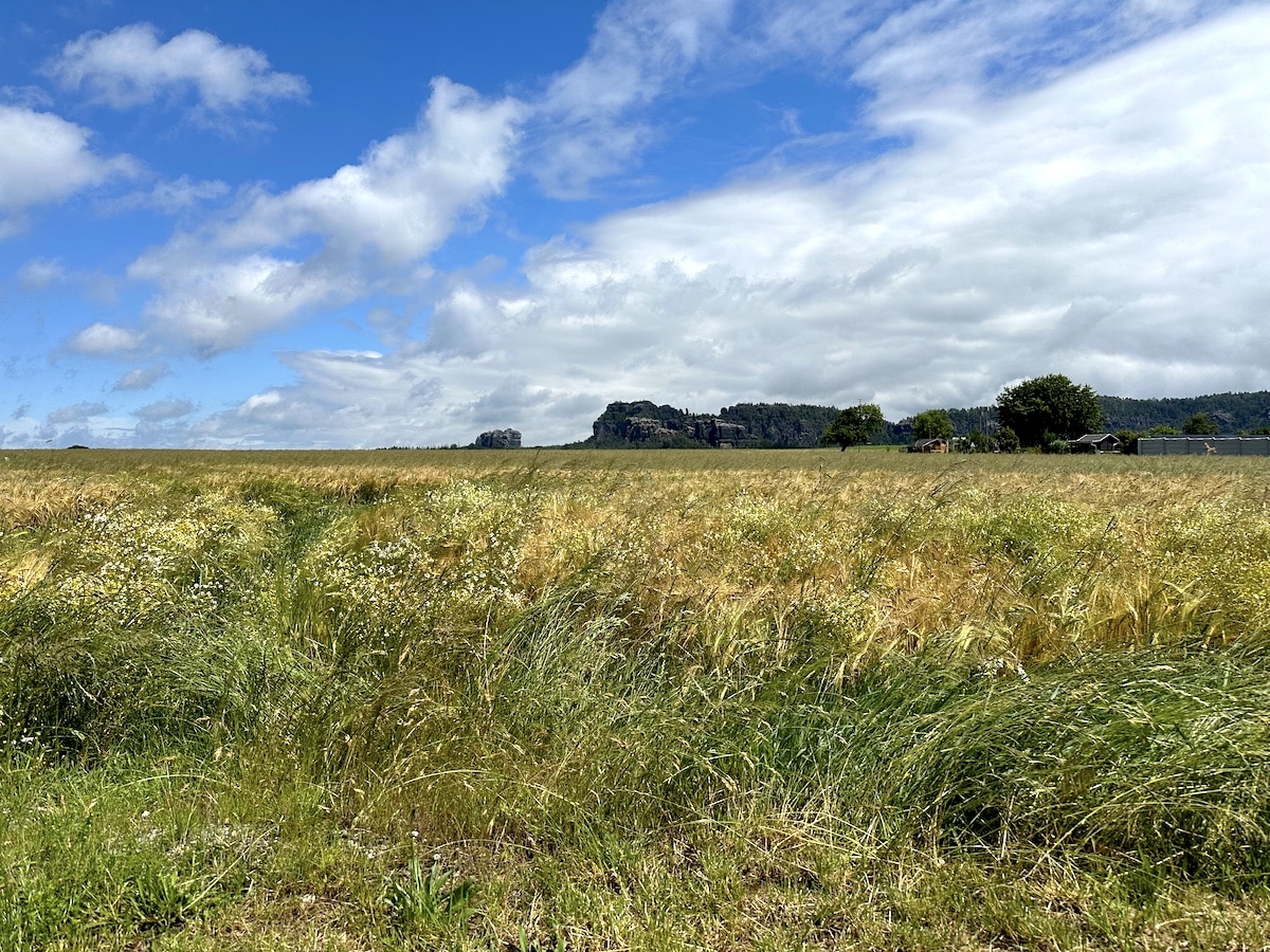 Weizenfeld mit grünem und goldenem Getreide unter einem bewölkten Himmel.