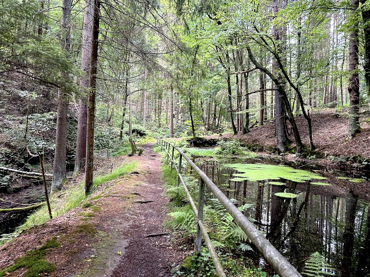 Ein schmaler Waldweg verläuft entlang eines ruhigen Gewässers, umgeben von Bäumen und Pflanzen.