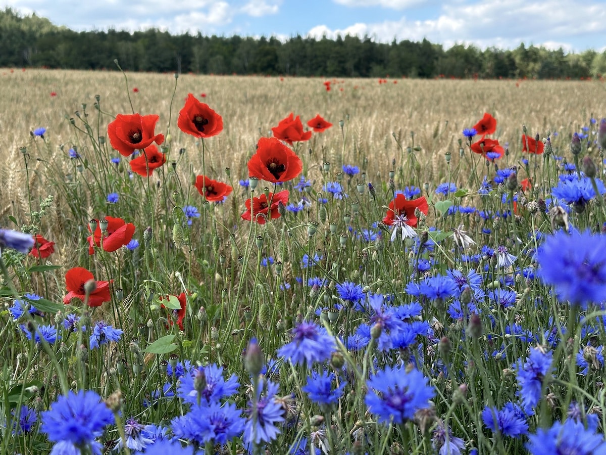 Wiese mit roten Mohnblumen und blauen Kornblumen in einem Feld mit Getreide.