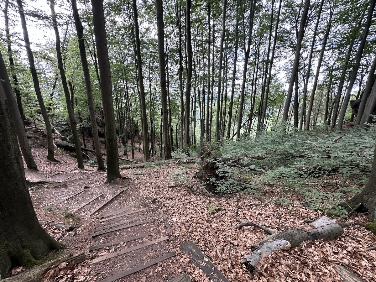 Ein Waldweg mit Holzstufen, der durch einen dichten Wald führt, umgeben von Bäumen und Laub.