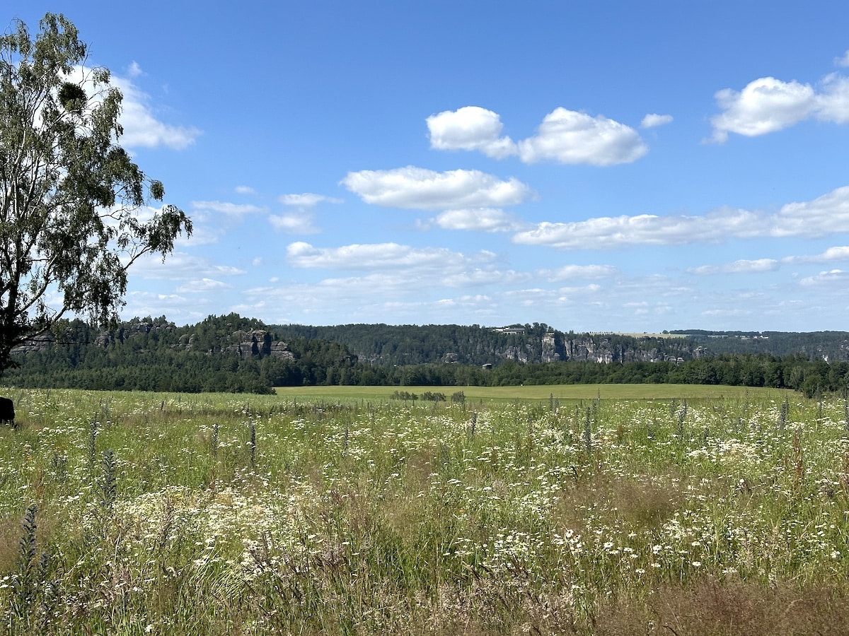 Eine grüne Wiese mit verschiedenen Blumen und einem bewaldeten Hügel im Hintergrund unter einem blauen Himmel.