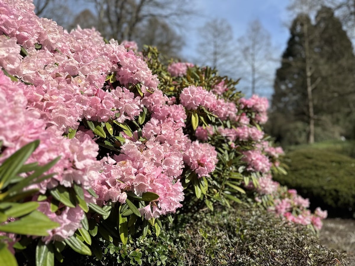 Planten un Blomen Park Hamburg