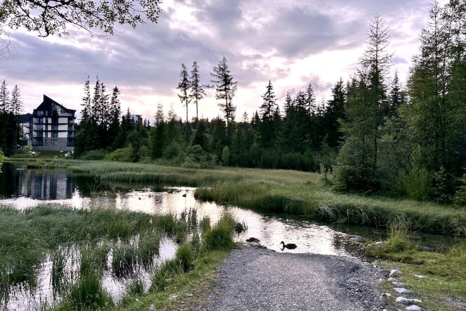 Zwei Enten am Ufer eines ruhigen Gewässers mit Bäumen im Hintergrund.
