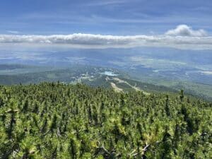 Blick auf eine bewaldete Landschaft mit Nadelbäumen und Bergen im Hintergrund unter einem blauen Himmel.