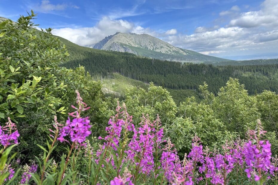 Berglandschaft mit lila Blumen im Vordergrund und bewaldeten Hügeln im Hintergrund.