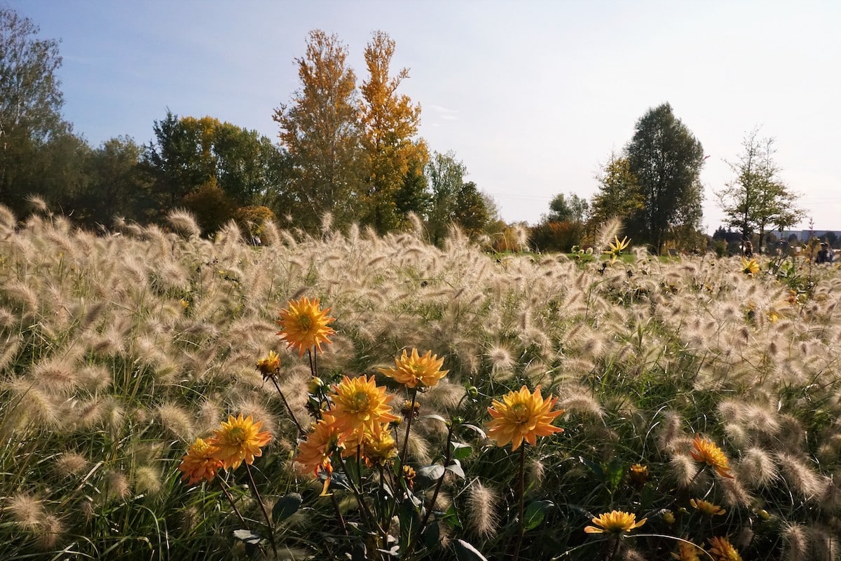 Feld mit Herbstblumen - Herbsturlaub
