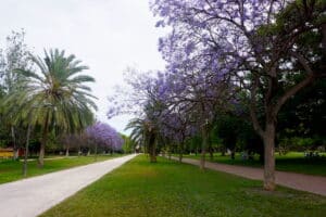 Bäume mit lila Blüten in einem Park, umgeben von Gras und Wegen. Valencia Park