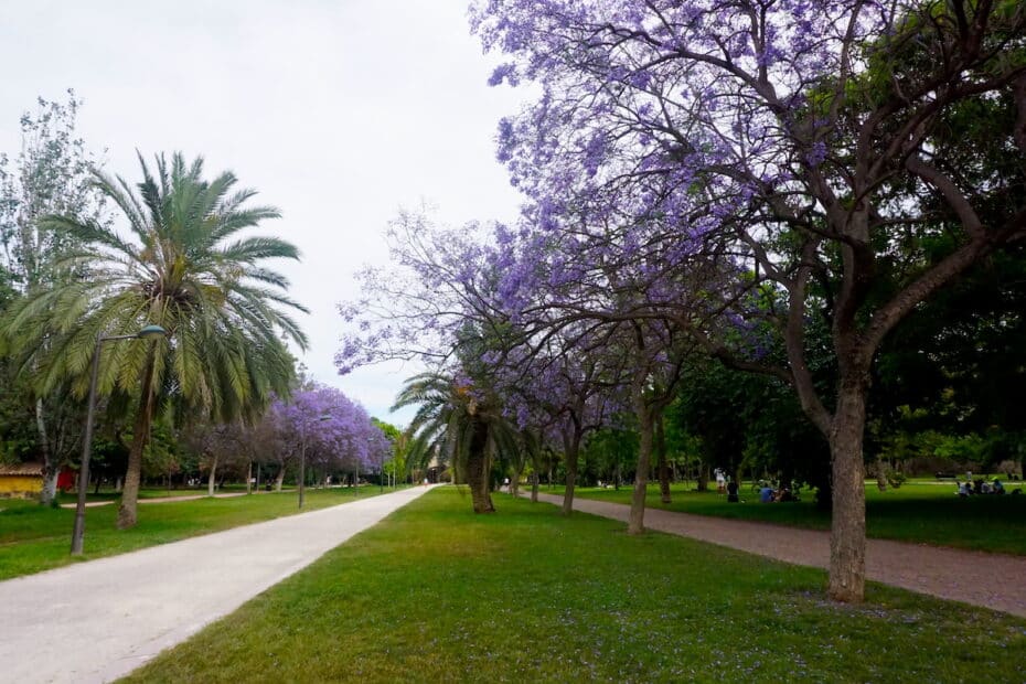 Bäume mit lila Blüten in einem Park, umgeben von Gras und Wegen. Valencia Park