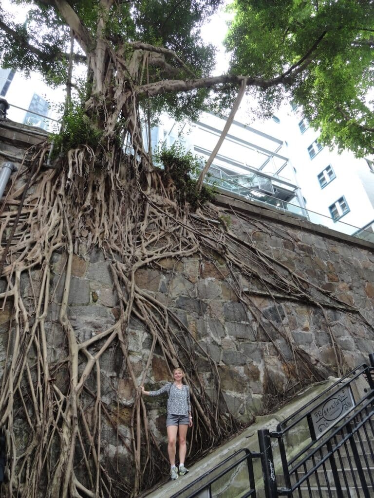 berühmte Banyan-Bäume an der Steinmauer in der Forbes Street in Kennedy Town, Hongkong.
