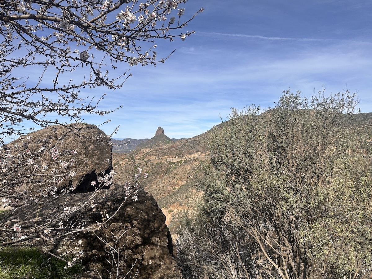 Gran Canaria: Blick über eine felsige Landschaft mit blühenden Zweigen im Vordergrund, klarer blauer Himmel, Roque Nublo im Hintergrund – ruhige Aussicht