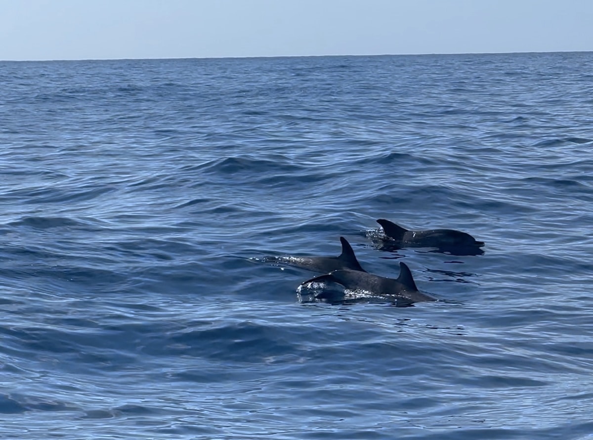 Delfine schwimmen nahe der Oberfläche im blauen Wasser vor Gran Canaria, aufgenommen während einer Wal- und Delfinbeobachtungstour ab Puerto Rico