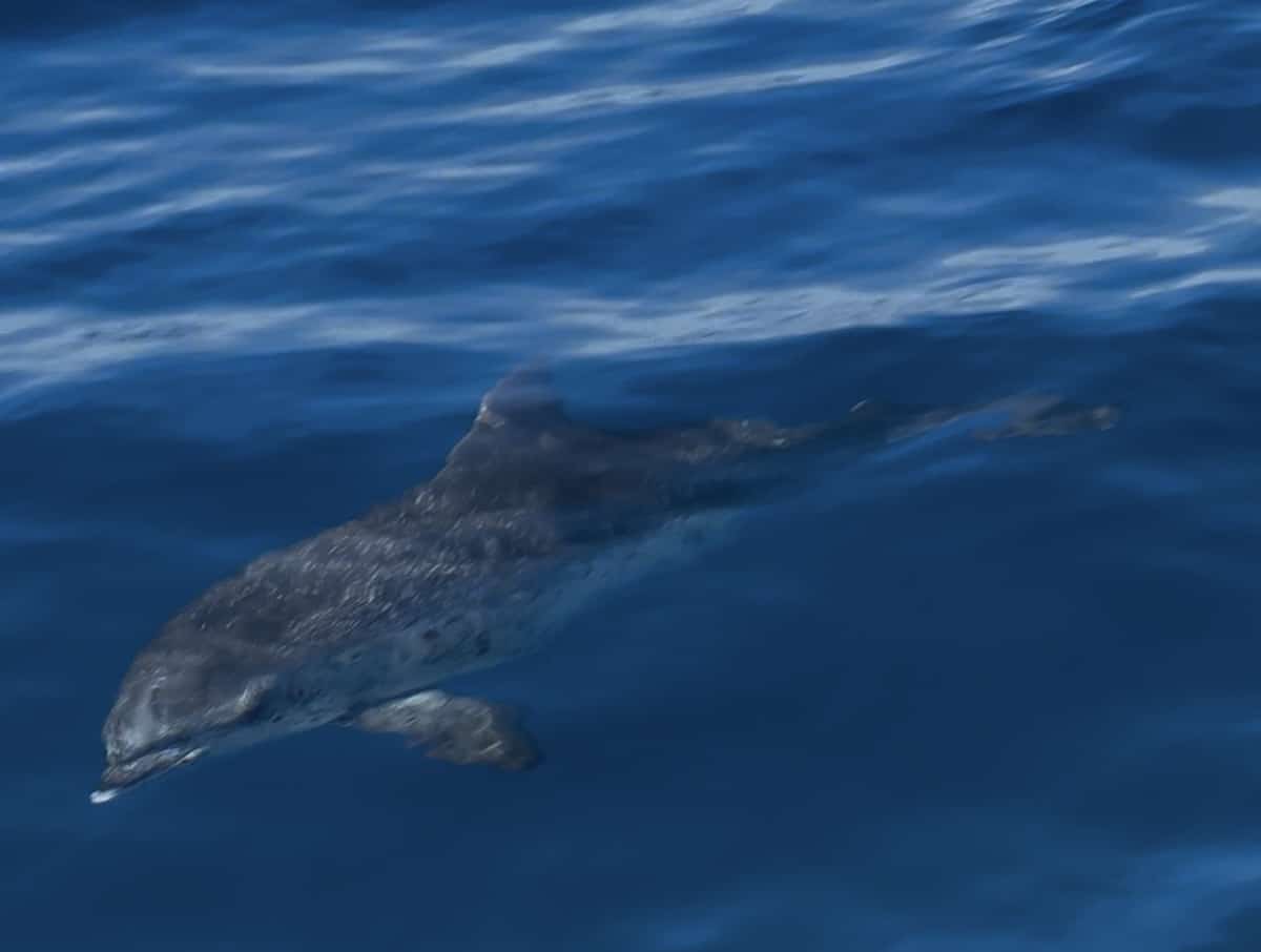 Delfin schwimmt im klaren blauen Meer nahe Gran Canaria, beobachtet während einer Wal- und Delfinbeobachtung ab Puerto Rico; Foto von Mandys Abenteuerwelt