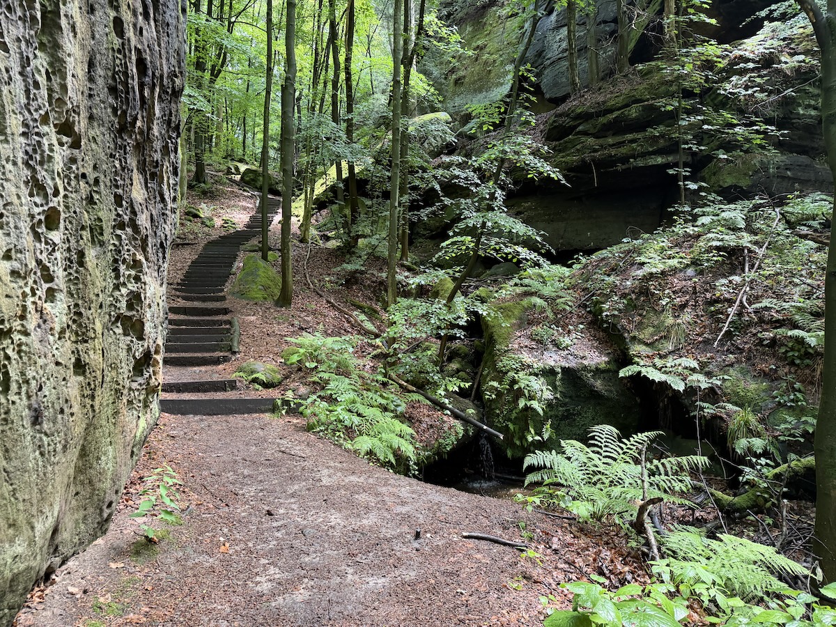 Auf dem Malerweg führt ein schmaler Waldpfad mit Felsstufen zwischen moosigen Sandsteinwänden und dichtem Grün Richtung Hohnstein.