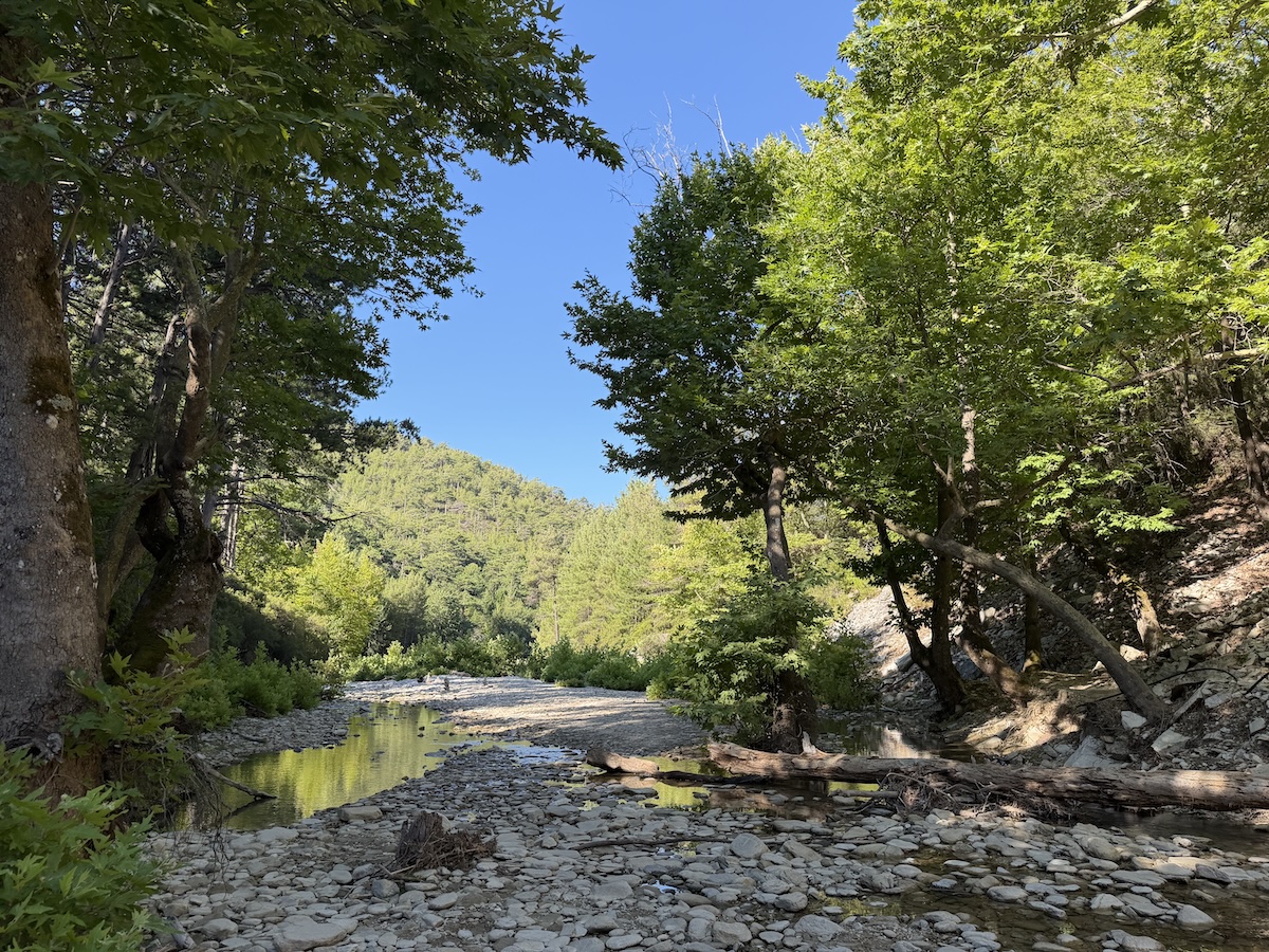 Ein flacher Waldfluss schlängelt sich zwischen hellem Kiesbett und dichtem grünen Blätterdach durch die sonnige Landschaft.