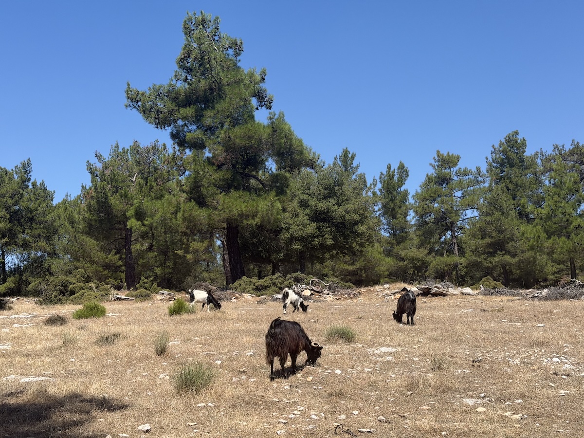 Mehrere braune und weiße Ziegen grasen auf einer trockenen, steinigen Lichtung vor einem mediterranen Kiefernwald.