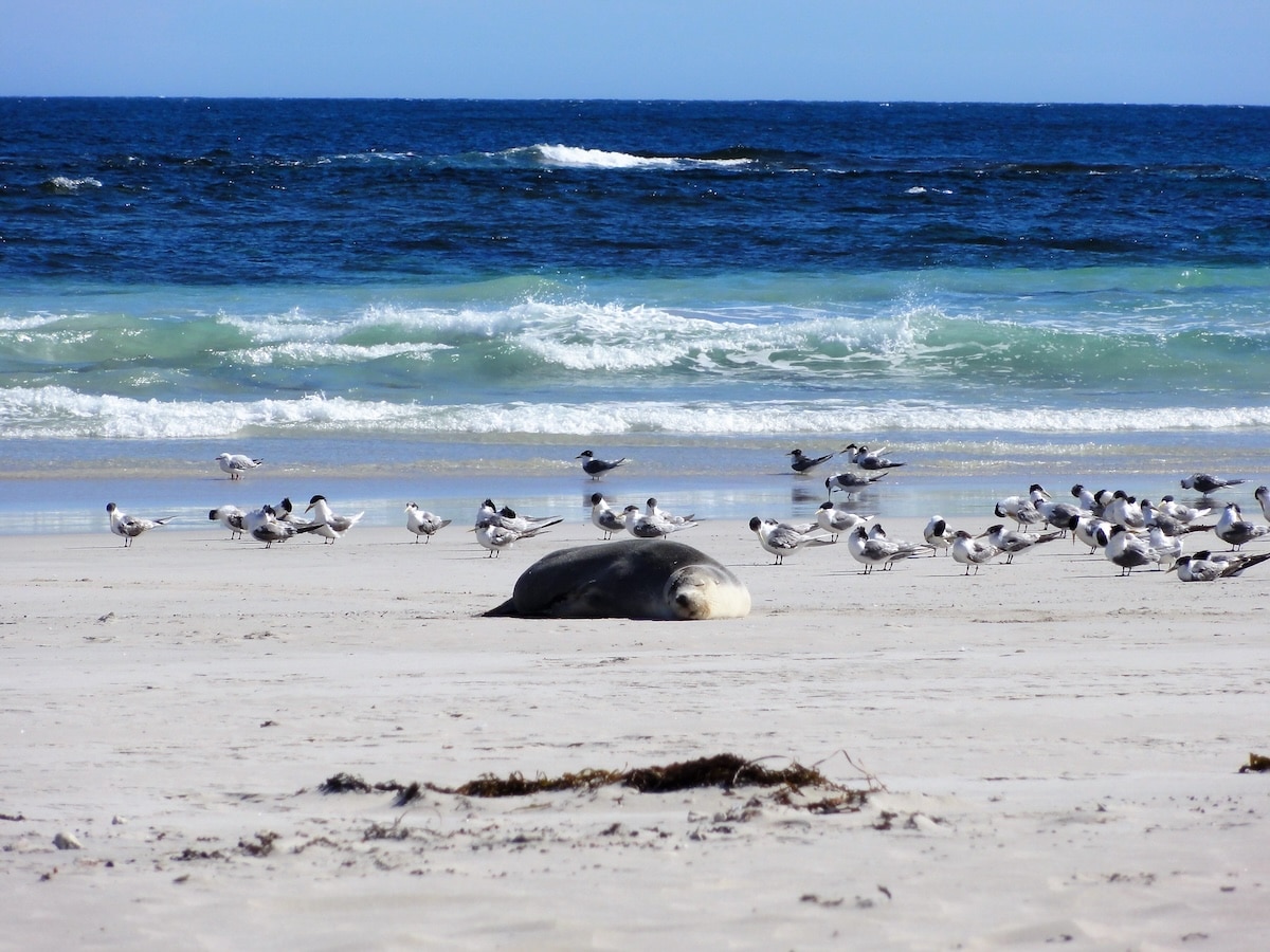 Ein Seehund ruht am weißen Strand von Seal Bay auf Kangaroo Island, während Möwen an der ruhigen Küste entlanglaufen.
