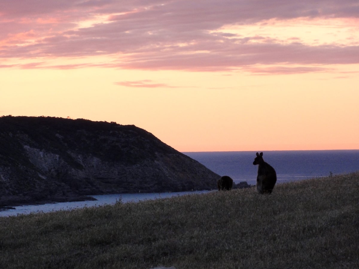 Zwei wilde Kängurus stehen bei Sonnenuntergang auf einer Wiese über der Küste von Stokes Bay auf Kangaroo Island.