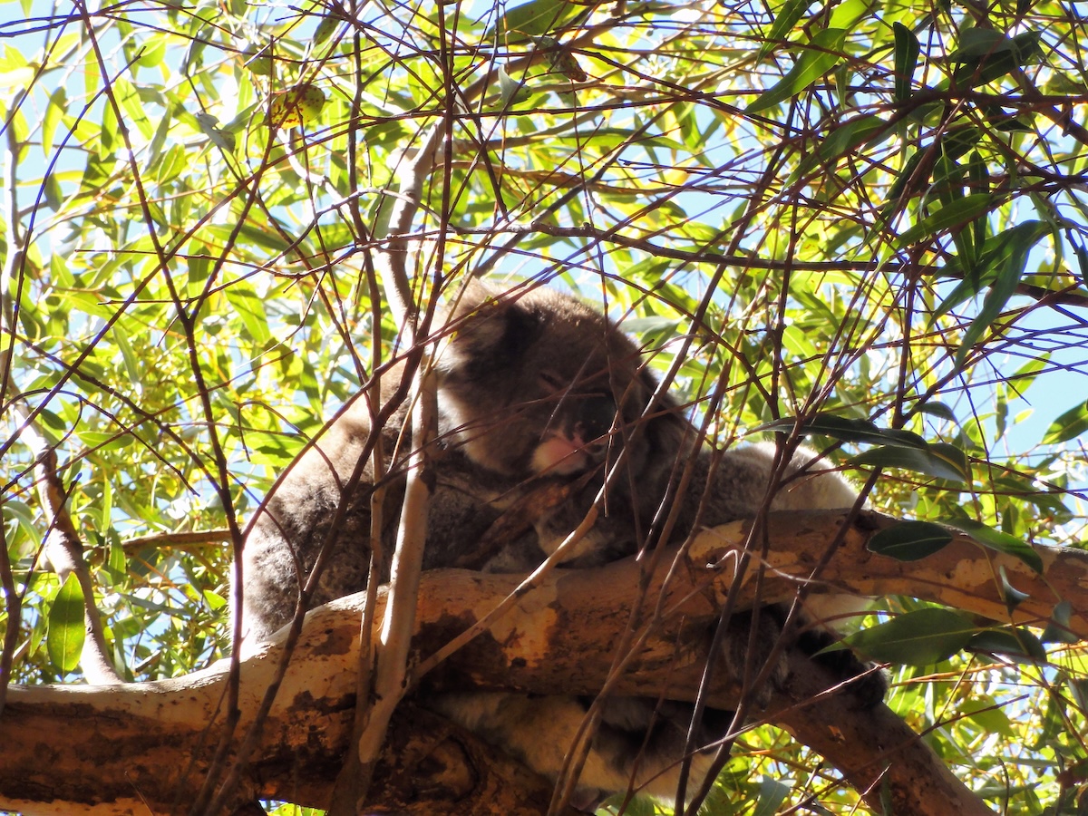 Ein graubrauner Koala sitzt dicht behaart auf einem Eukalyptuszweig zwischen Blättern und Ästen auf Kangaroo Island.