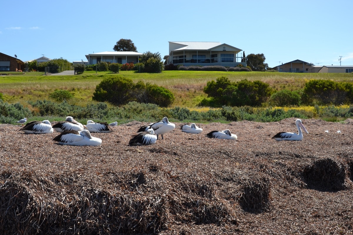 Mehrere Pelikane rasten am Ufer von Stokes Bay auf Kangaroo Island vor Häusern und niedriger Küstenvegetation.