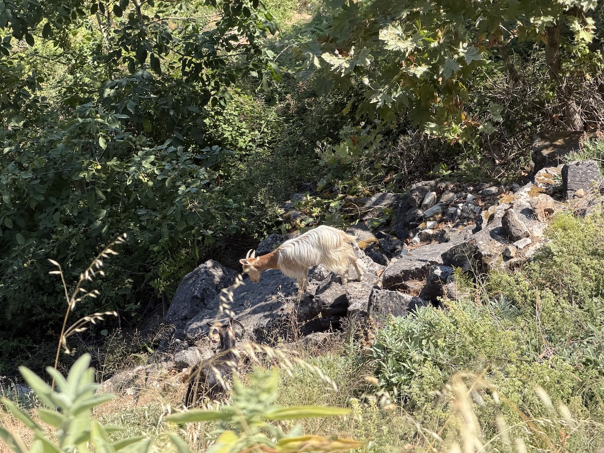Zwischen Felsen und dichtem Grün steigt eine weißhaarige Ziege auf Thassos über steiniges Gelände nahe einem bewaldeten Hang.